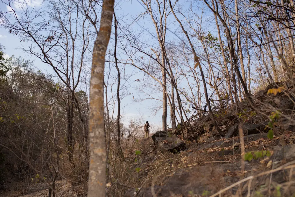 forest-mulching-before forest-mulching-before